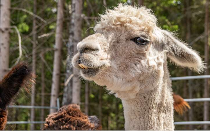 Alpaka im Elchpark Nybro