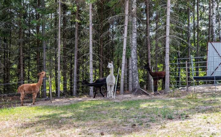 Alpakagehege Elchpark Nybro