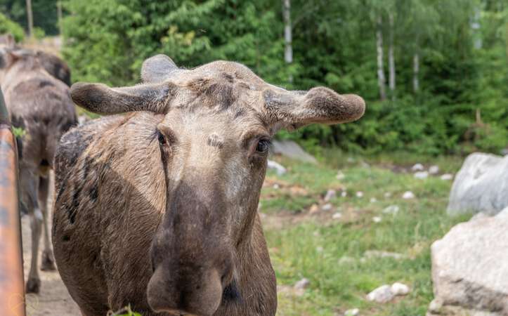 Fütterung im Elchpark Nybro