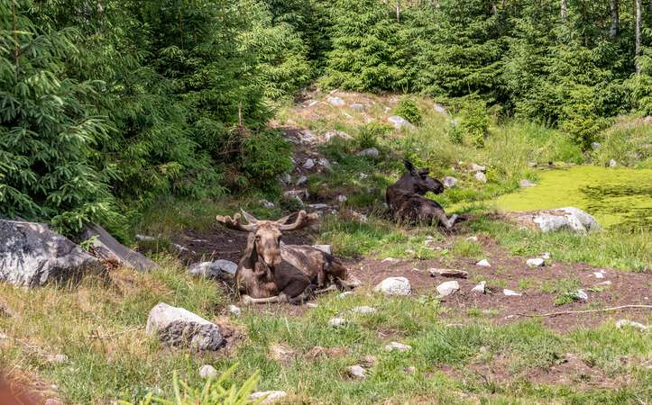 Liegender Elch im Elchpark Nybro