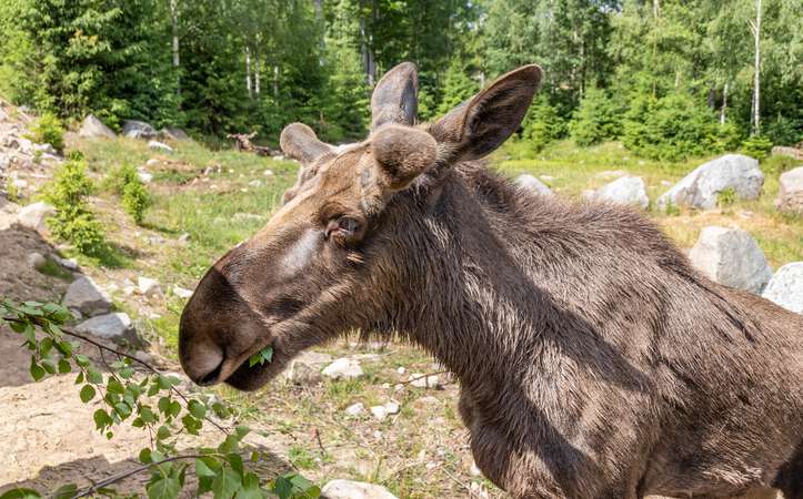 Elch im Elchpark Nybro