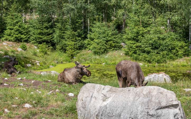 Gemütliche Elche im Elchpark Nybro