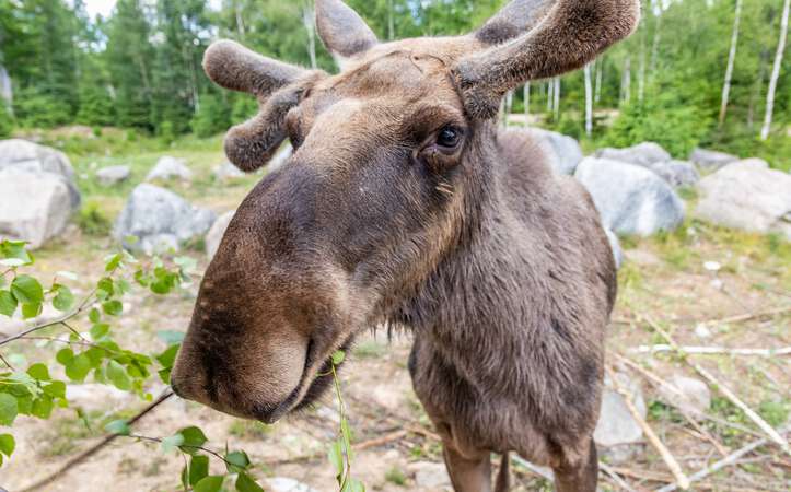 Elch ganz nah Elchpark Nybro