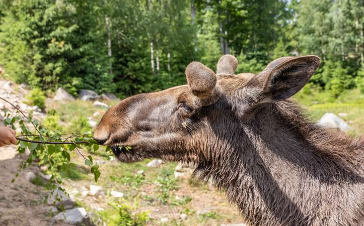 Fütterung während der Elchsafari Elchpark Nybro