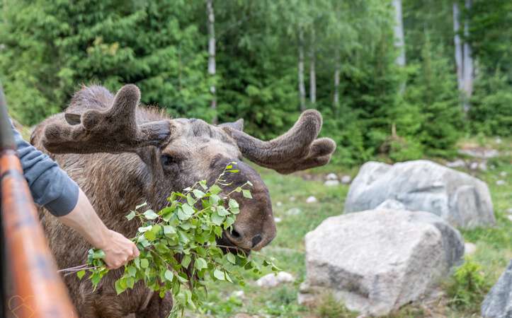Elchfütterung Elchpark Nybro