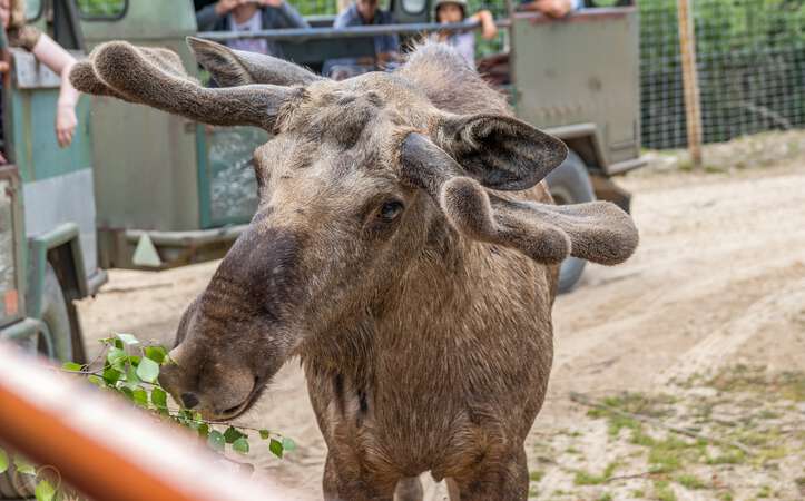 Elch bei der Fütterung Elchpark Nybro