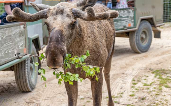 Elch mit Birkenzweig Elchpark Nybro