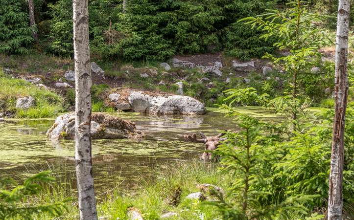 Elch im Teich Elchpark Nybro
