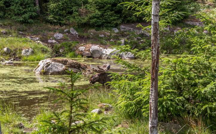 Elch im Wasser Elchpark Nybro