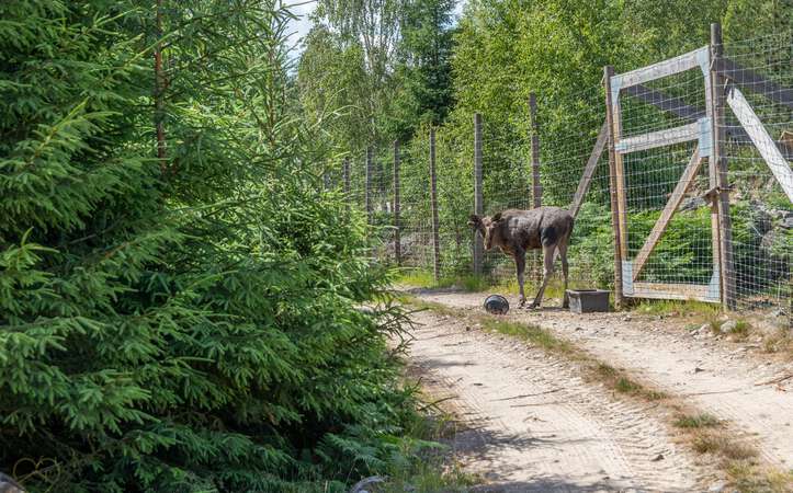 Elch auf dem Weg im Elchpark Nybro