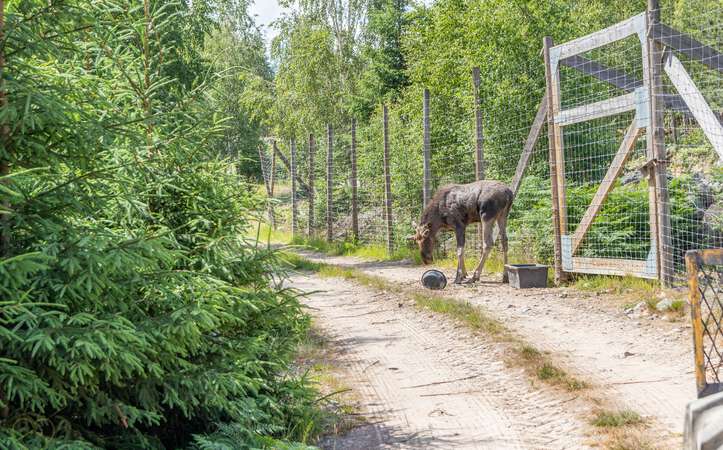 Elch auf dem Weg Elchpark Nybro