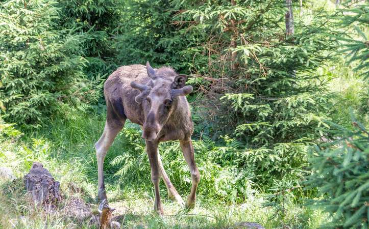 Elch im Wald Elchpark Nybro