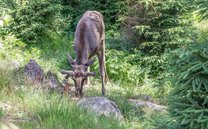 Elch beim grasen Elchpark Nybro