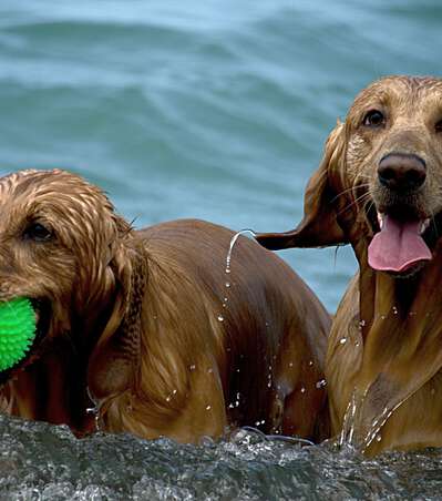 Hunde schwimmen im Meer Schweden