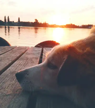 Großer Hund Bello aus Stockholm