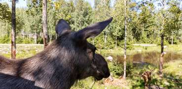 Die Könige der schwedischen Wälder