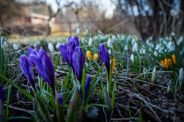 Frühling in Südschweden