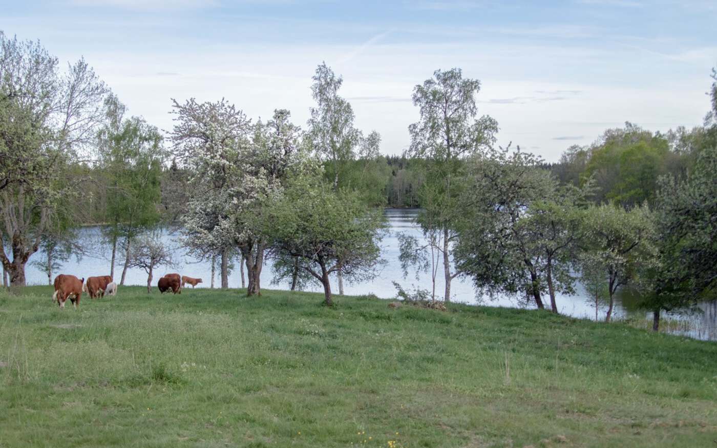 Boda auf einem Hof am See bei Vimmerby – bild 21 av 24